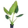 Alocasia Borneo Giant
